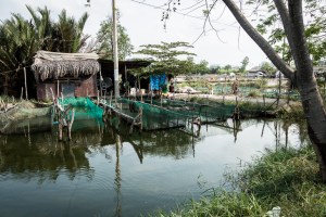 Fish farm near saigon