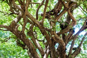 The trees are different down under