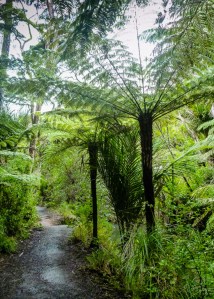 Silver tree fern -- a new Zealand icon