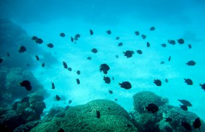Snorkeling in the aquarium