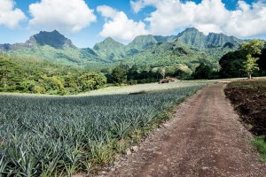 Pineapple plantations