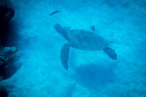 Sea turtle at the station